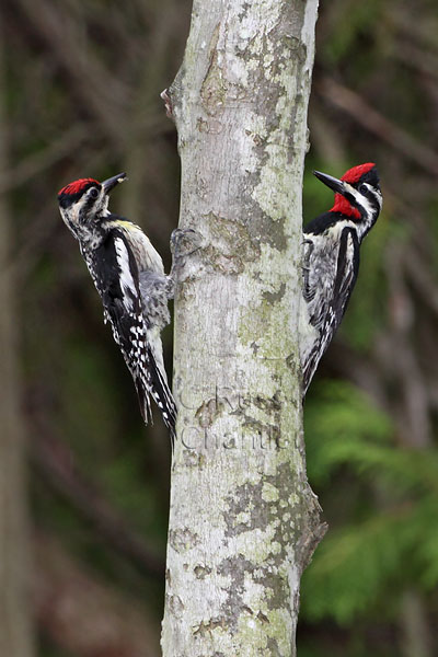 Yellow-bellied Sapsucker © Russ Chantler